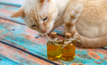 Illustration : "Les huiles et acides gras essentiels pour chat"