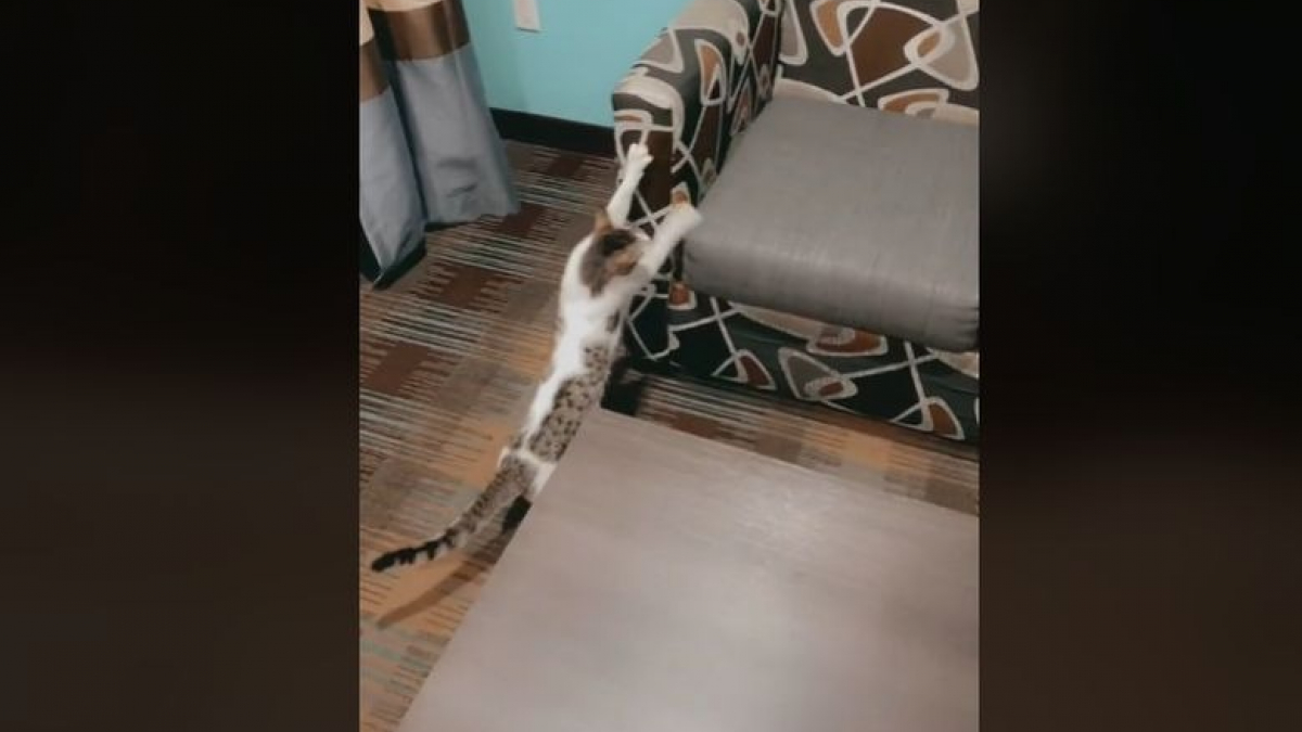 Illustration : "Une femme découvre avec surprise un chat errant dans sa chambre d’hôtel et décide de l’aider (vidéo)"