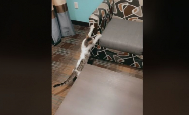 Illustration : "Une femme découvre avec surprise un chat errant dans sa chambre d’hôtel et décide de l’aider (vidéo)"