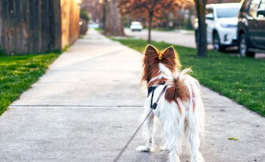 Illustration : "Retour des grosses chaleurs : 7 astuces pour protéger votre chien ou chat"