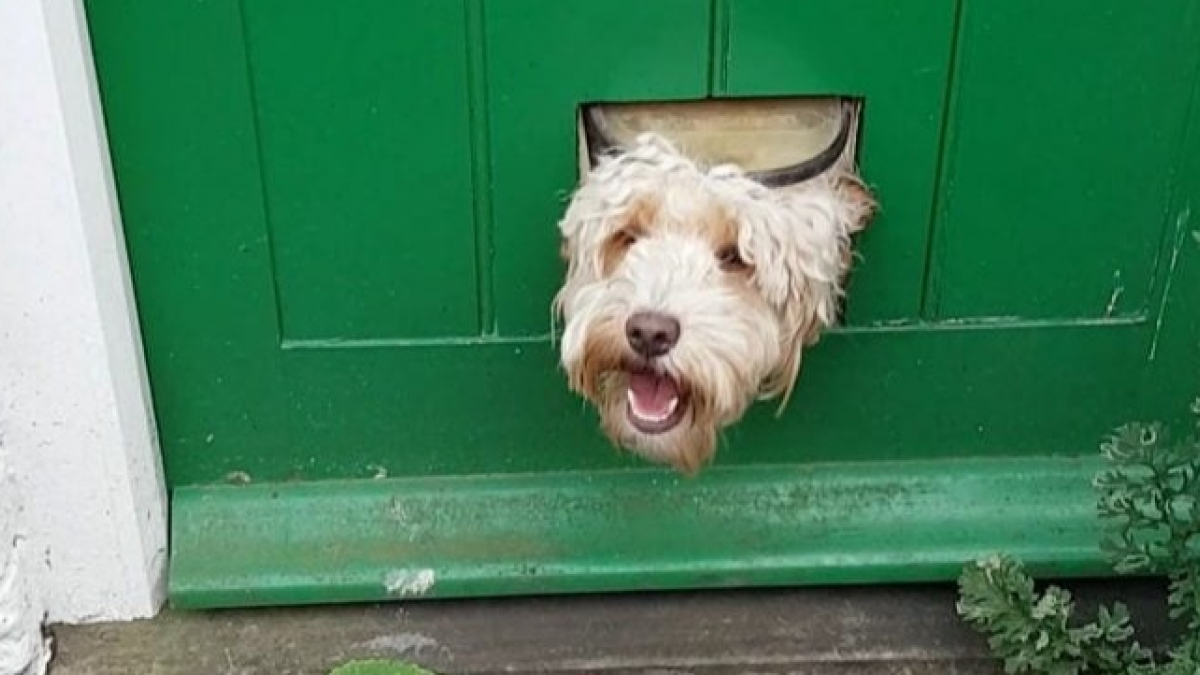 Illustration : "Ces 19 chiens regardant à travers la clôture souhaitent vous dire bonjour !"