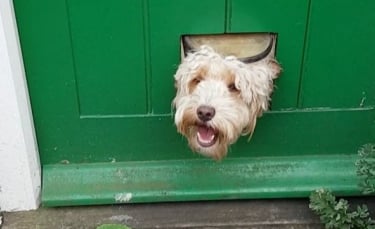 Illustration : "Ces 19 chiens regardant à travers la clôture souhaitent vous dire bonjour !"