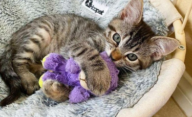 Illustration : "Un chaton très malade ne veut plus quitter la peluche que sa famille d’accueil lui a offert"