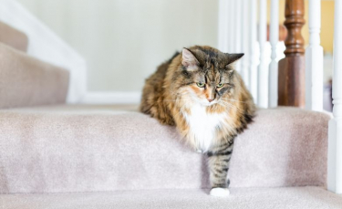 Illustration : "9 conseils pour soulager l’arthrose de votre chat"