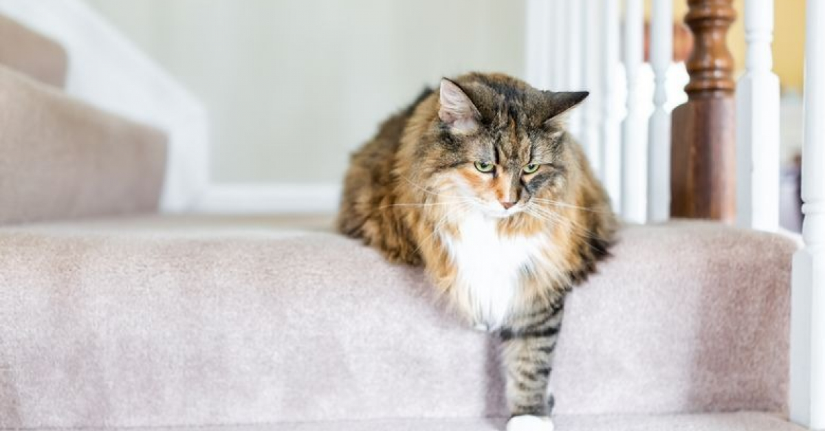 9 Conseils Pour Soulager Efficacement L Arthrose De Votre Chat