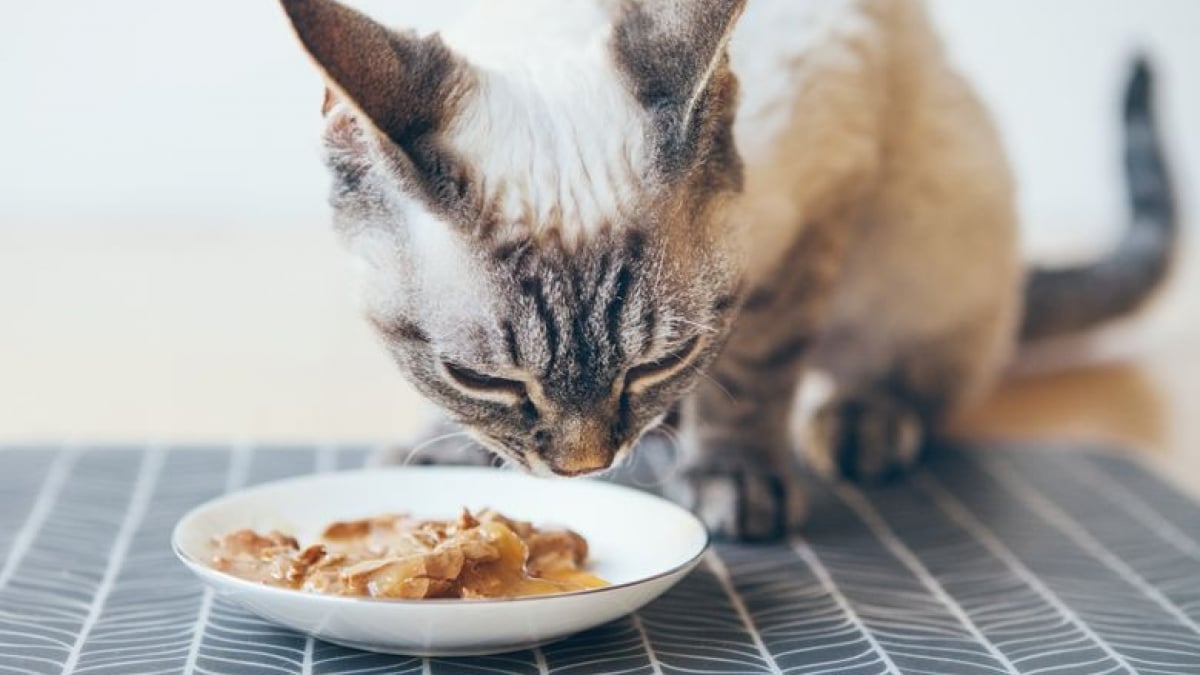 Illustration : "Arthrose du chat : le rôle de l'alimentation"