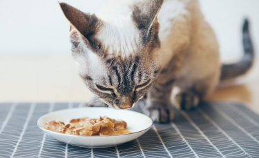 Illustration : "Arthrose du chat : le rôle de l'alimentation"