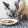 Illustration : Arthrose du chat : le r&ocirc;le de l'alimentation