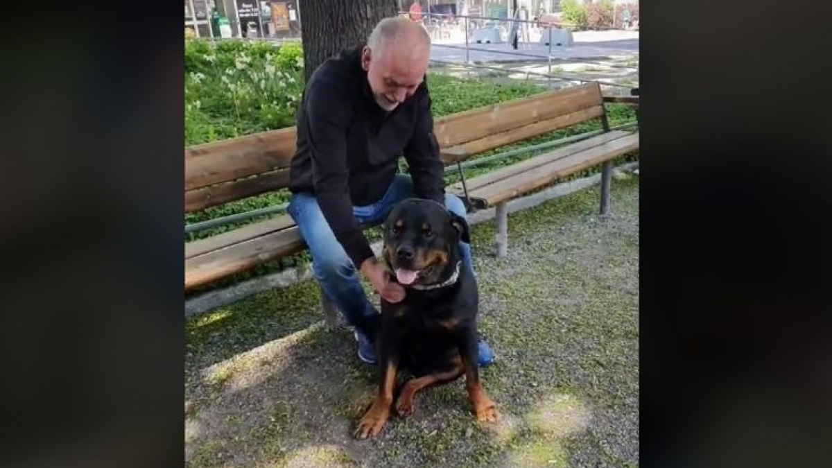 Illustration : "La vidéo touchante d’un Rottweiler réconfortant un inconnu qui vient de perdre son chien"