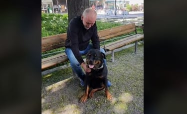 Illustration : "La vidéo touchante d’un Rottweiler réconfortant un inconnu qui vient de perdre son chien"