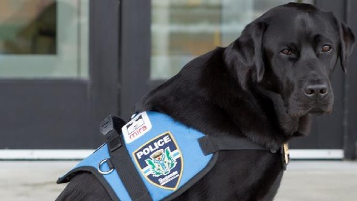 Illustration : "Kanak, célèbre chien de soutien des victimes, quitte la police québécoise et prend sa retraite après 5 ans de service"