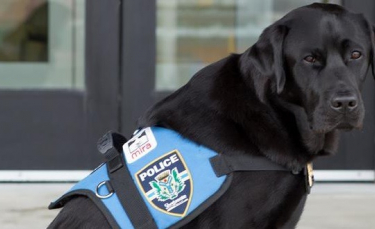 Illustration : "Kanak, célèbre chien de soutien des victimes, quitte la police québécoise et prend sa retraite après 5 ans de service"