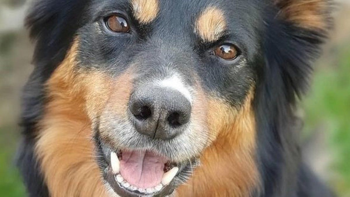 Illustration : "Un chien d’assistance prend soin de sa propriétaire en effectuant des tâches quotidiennes"