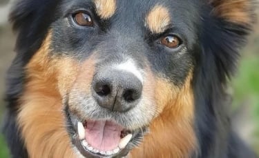 Illustration : "Un chien d’assistance prend soin de sa propriétaire en effectuant des tâches quotidiennes"