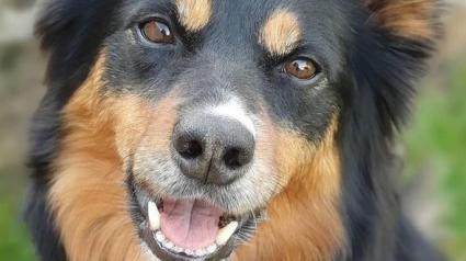Illustration : Un chien d’assistance prend soin de sa propriétaire en effectuant des tâches quotidiennes