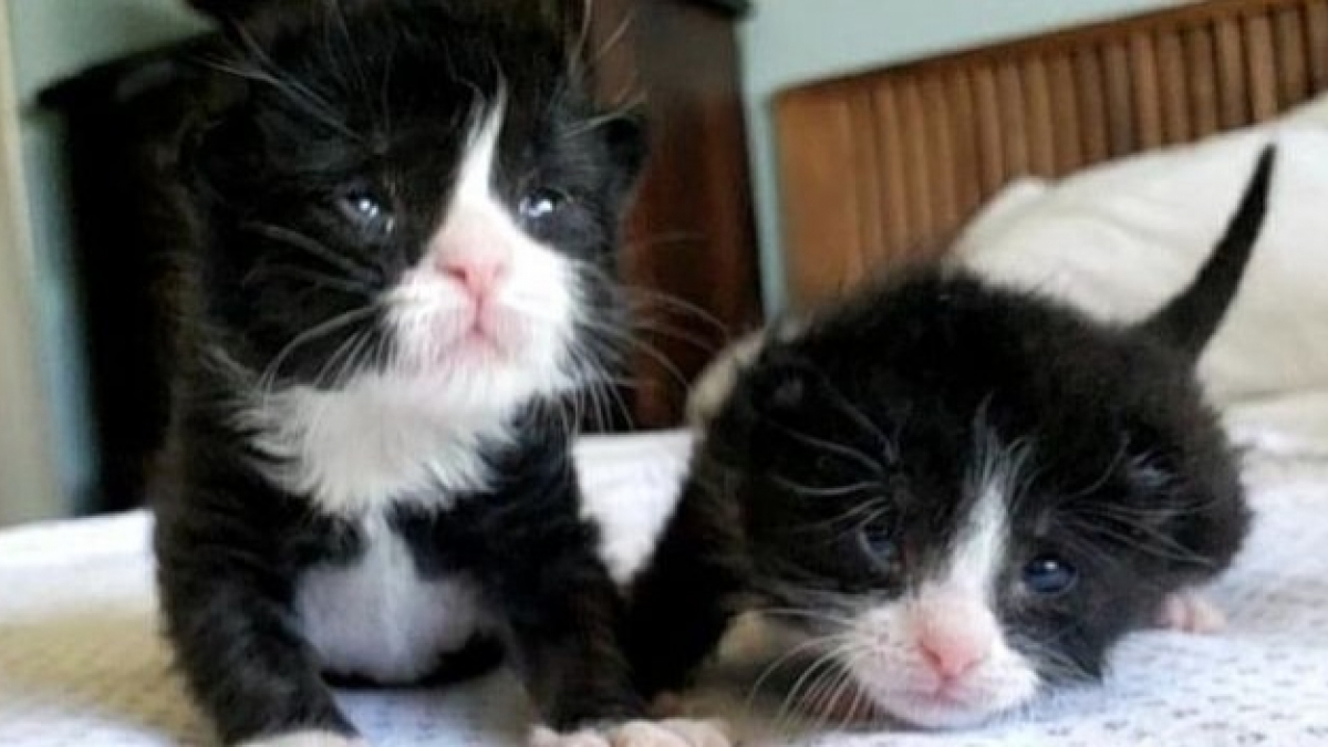 Illustration : "Des chatons jumeaux retrouvés enfermés dans une benne à ordures tentent de survivre ensemble "
