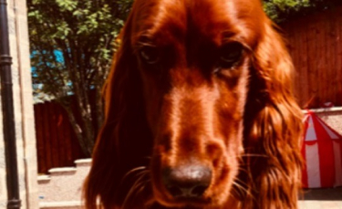 Illustration : "Un Setter irlandais subit une opération chirurgicale d’urgence après avoir été gravement blessé par un autre chien"
