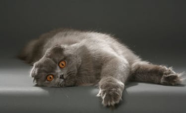 Illustration : "L'arthrose chez le chat"