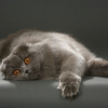 Illustration : L'arthrose chez le chat