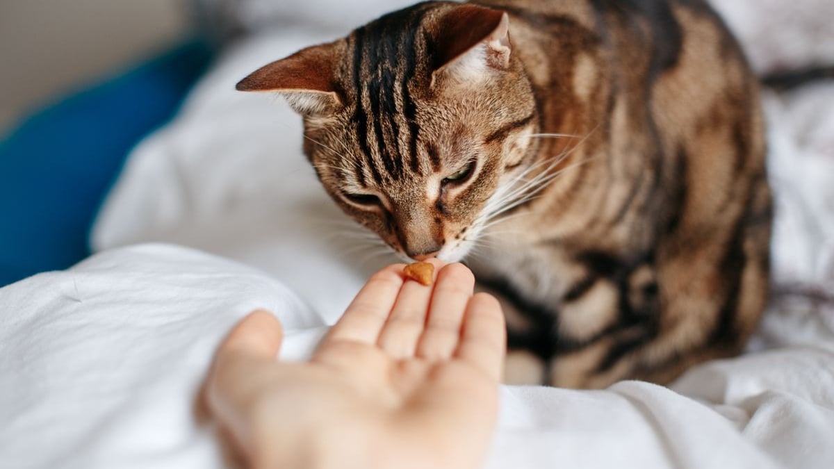 Illustration : "Les friandises naturelles pour chat"