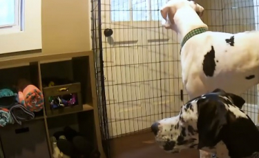 Illustration : "Un Dogue allemand fait tout pour réconforter son compagnon souffrant d’anxiété de séparation (vidéo)"