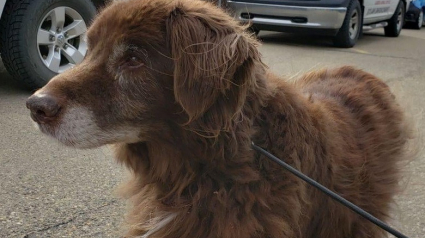 Illustration : Un pêcheur tente de secourir un chien errant blessé et épuisé