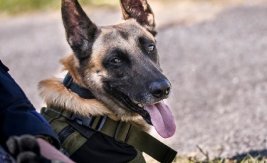Illustration : "En fugue après une rupture amoureuse, une adolescente reste introuvable jusqu’à l’intervention du chien des gendarmes"