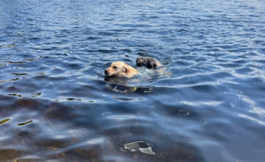 Illustration : "L’adorable et surprenante rencontre entre un Golden Retriever et une marmotte"