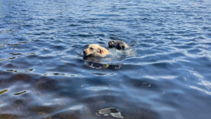Illustration : L’adorable et surprenante rencontre entre un Golden Retriever et une marmotte