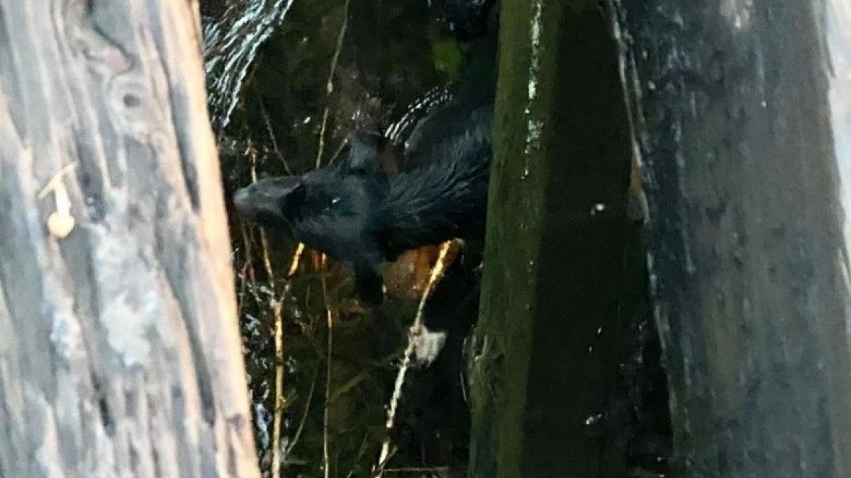 Illustration : "Un chien tombe dans un canal et s'accroche au pilier d'une voie ferrée pour survivre. Les pompiers recherchent toujours ses propriétaires !"