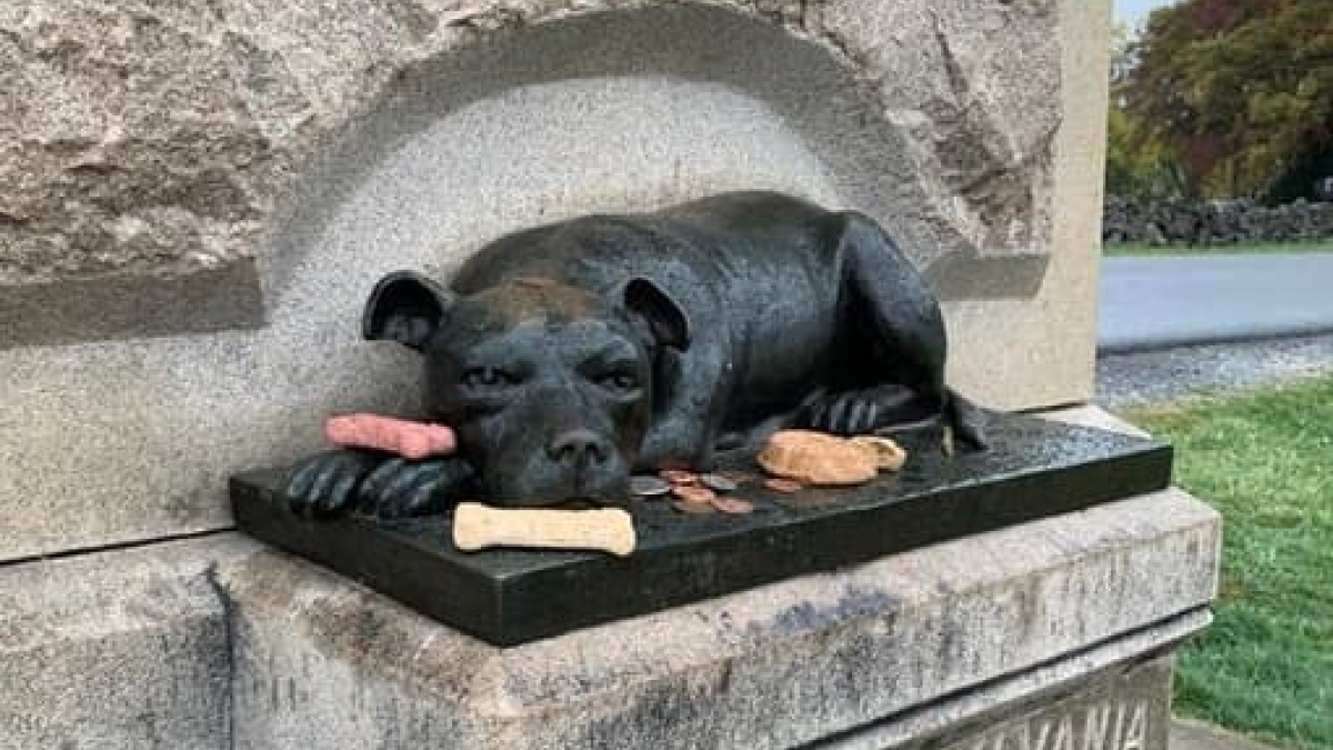 Illustration : "L’émouvant hommage à Sallie, une chienne héroïque qui a accompagné des soldats 150 ans plus tôt"