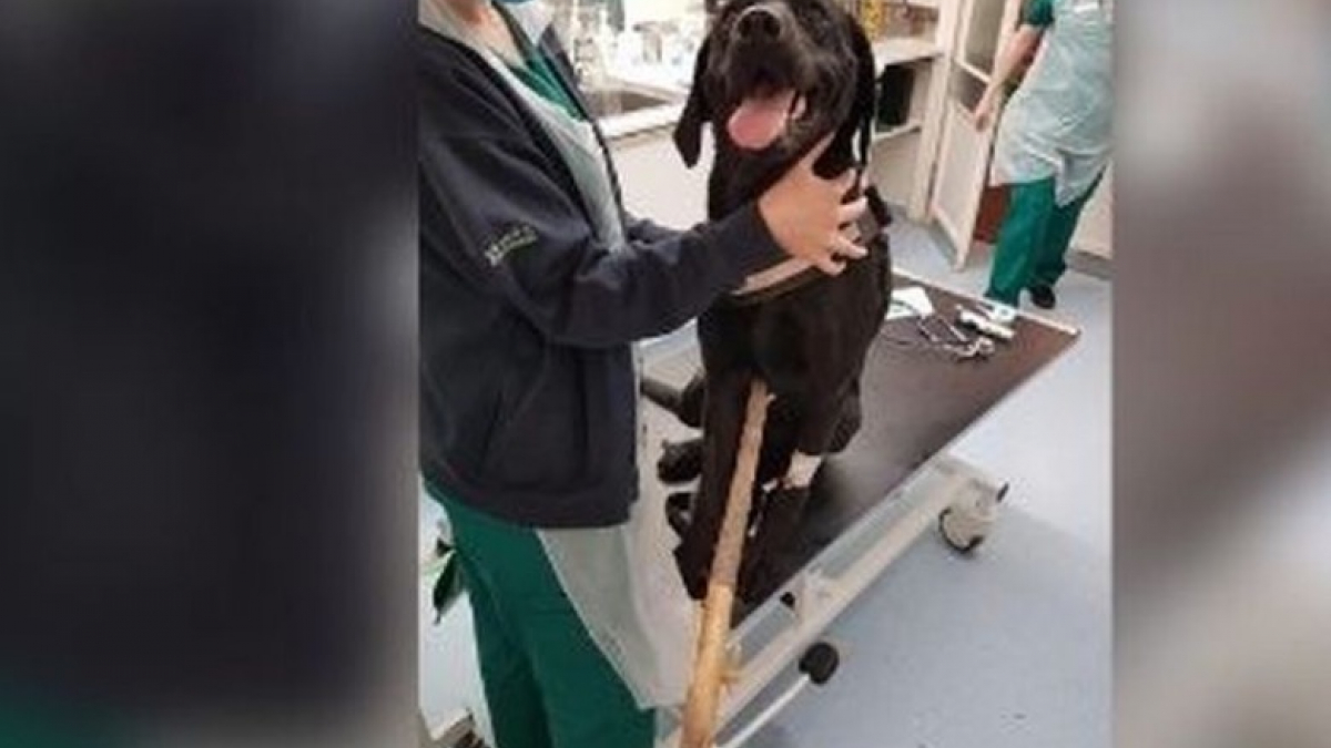 Illustration : "L’intervention chirurgicale d’urgence d’un Labrador empalé sur une branche de 40 centimètres"