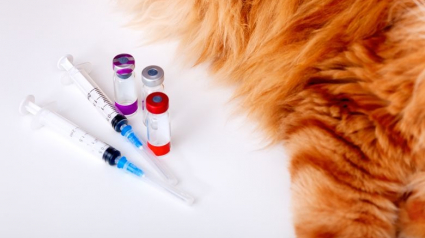 Illustration : L'importance du respect de la chaîne du froid dans le transport et le stockage des médicaments pour les animaux