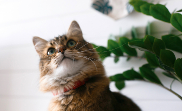 Illustration : "La médecine naturelle pour soigner son chat"