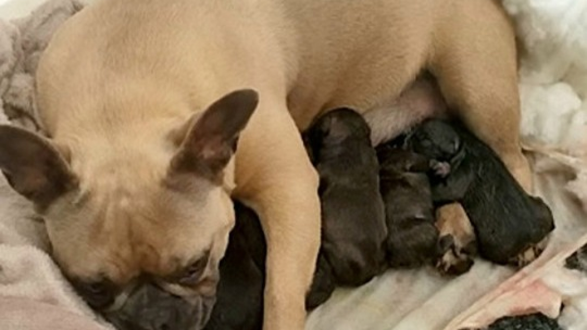 Illustration : "Une chienne donnant naissance à ses chiots retrouvée par la police plusieurs semaines après son enlèvement"