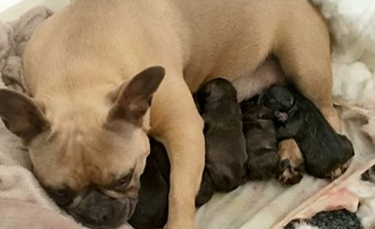 Illustration : "Une chienne donnant naissance à ses chiots retrouvée par la police plusieurs semaines après son enlèvement"