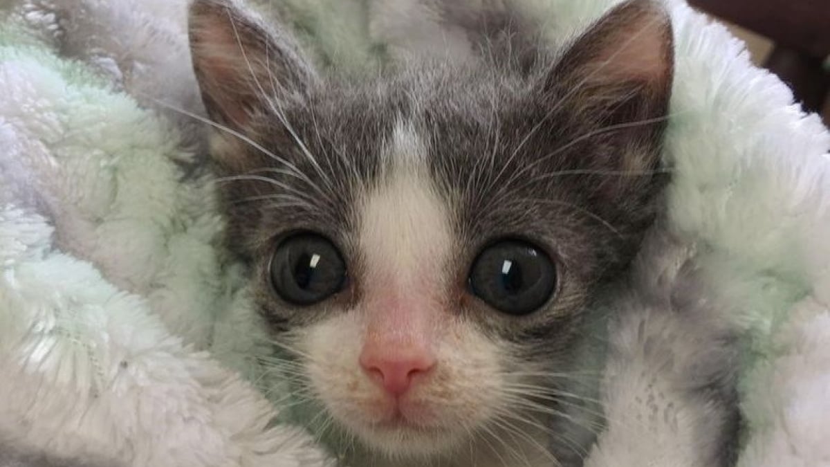 Illustration : "Le combat quotidien d'un chaton souffrant d'une déformation de la poitrine pour vivre normalement"