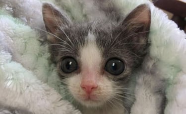 Illustration : "Le combat quotidien d'un chaton souffrant d'une déformation de la poitrine pour vivre normalement"