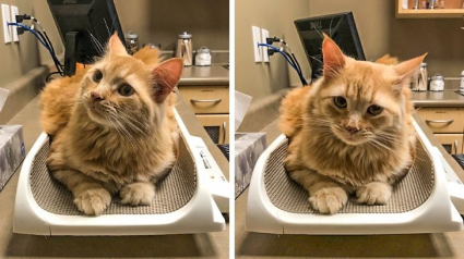 Illustration : 20 chiens et chats qui se souviendront de leur visite chez le vétérinaire
