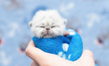 Illustration : "Ces 12 photos d'un chaton avec une apparence de