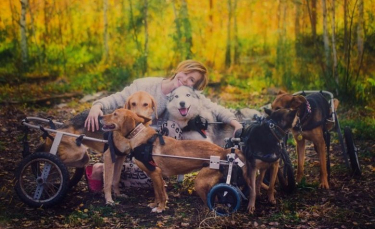 Illustration : "Une célèbre photographe abandonne sa carrière pour soigner des chiens malades dans la forêt"