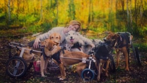 Illustration : Une célèbre photographe abandonne sa carrière pour soigner des chiens malades dans la forêt