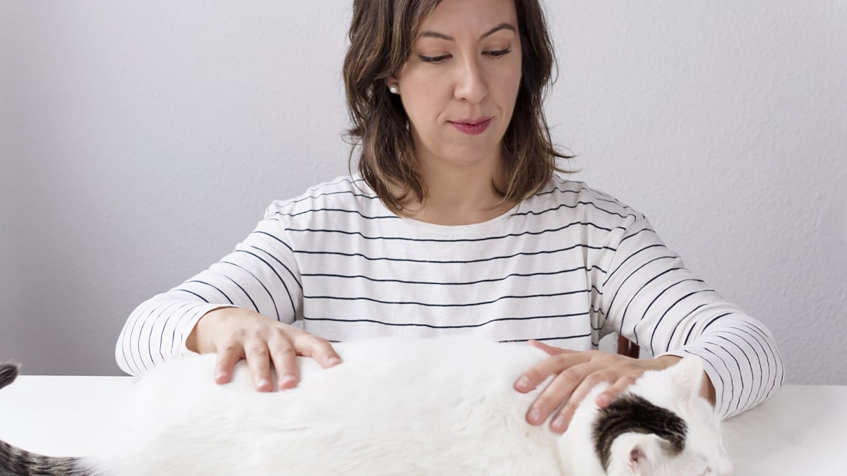 Illustration : "Les massages pour soigner son chat"