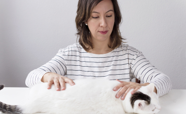 Illustration : "Les massages pour soigner son chat"