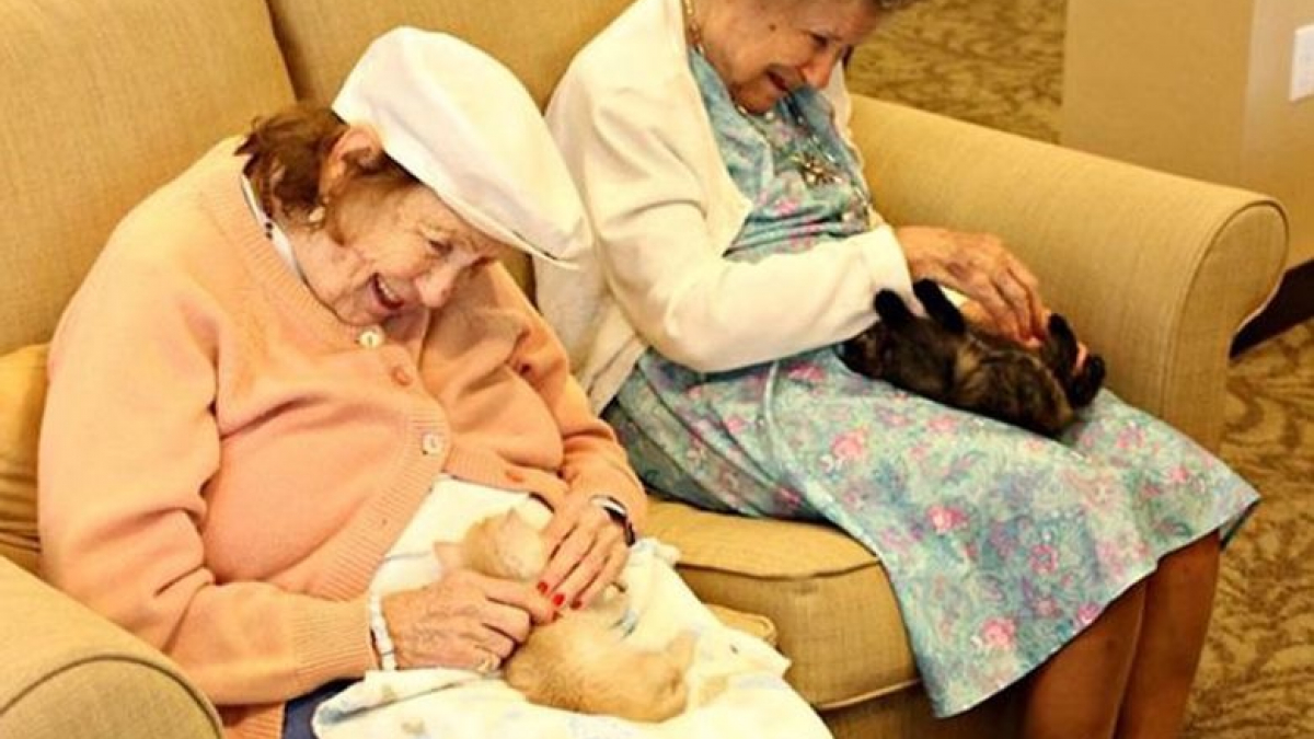Illustration : "Des patients atteints d'Alzheimer et de démence aux petits soins avec des chatons abandonnés"