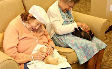 Illustration : "Des patients atteints d'Alzheimer et de démence aux petits soins avec des chatons abandonnés"