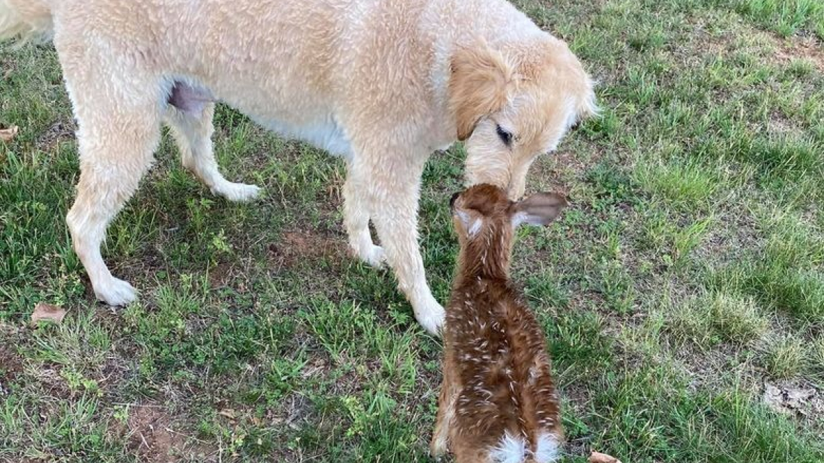 Illustration : "Un chien sauve un faon de la noyade et refuse de le quitter pour continuer à prendre soin de lui"