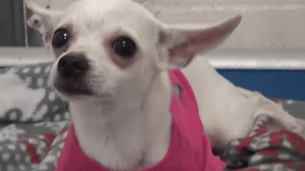Illustration : "Abandonné dans un refuge, ce Chihuahua au coeur brisé ne peut s'empêcher de pleurer avant de découvrir la bonne nouvelle (vidéo)"