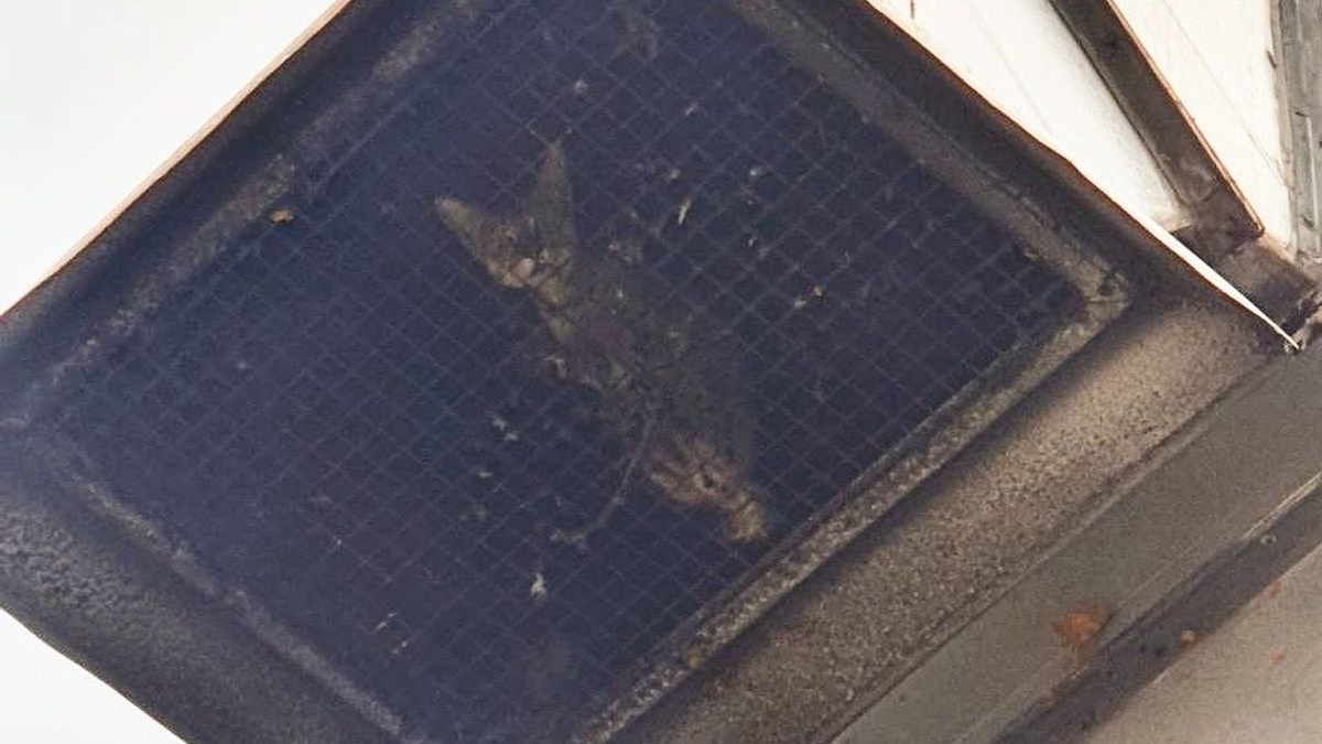 Illustration : "Un chat piégé dans une grille de ventilation sans manger ni boire. Les sauveteurs ont opéré pendant 4 jours !"