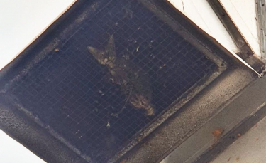 Illustration : "Un chat piégé dans une grille de ventilation sans manger ni boire. Les sauveteurs ont opéré pendant 4 jours !"